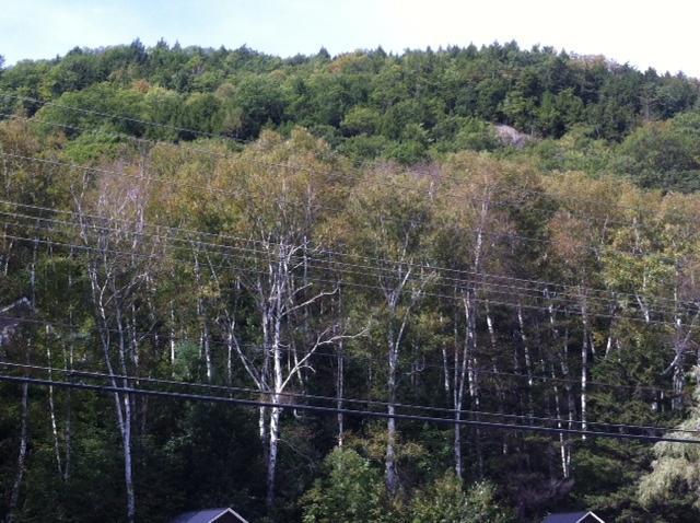 Maple Lodge Cabins North Woodstock Extérieur photo